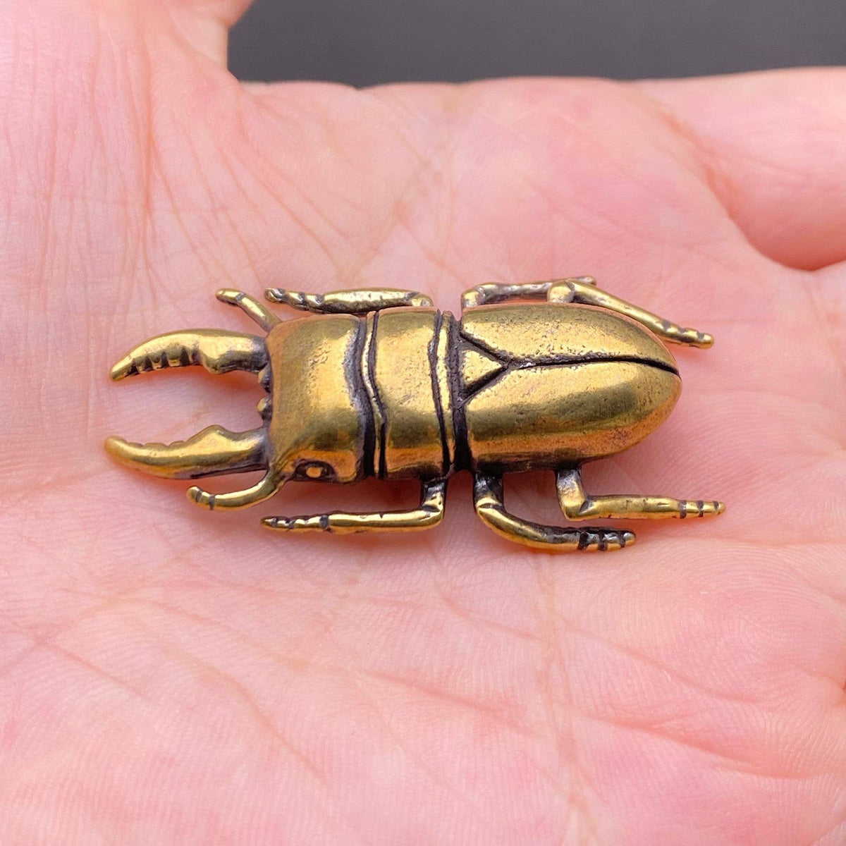 The Philosopher’s Beetle