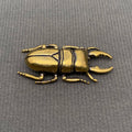 The Philosopher’s Beetle